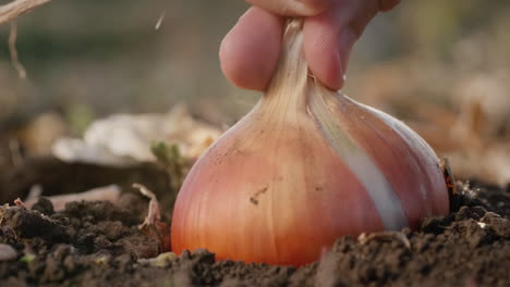 Farmer-picks-ripe-onions-from-the-ground-6