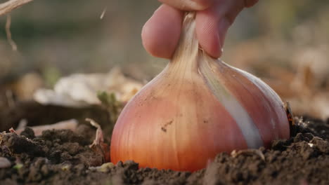 granjero recoge cebollas maduras del suelo 6