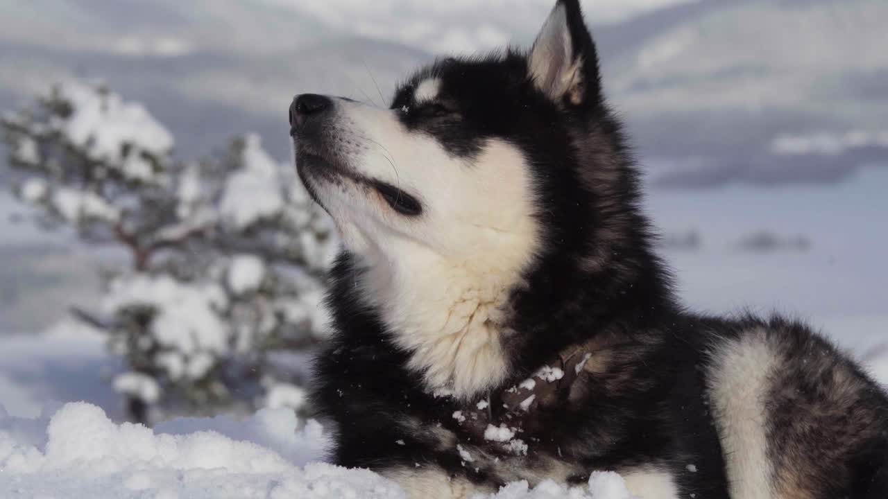cerca de malamute de alaska acostado en la nieve durante el invierno en indre fosen, noruega