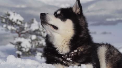 close up of alaskan malamute lying in snow during winter in indre fosen, norway