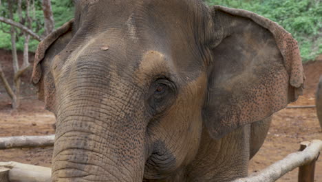 Big-Brown-Elephant-looking-left-and-right