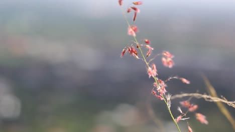 Close-up-of-a-blade-of-grass-blowing-in-the-breeze