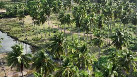 Aerial-footage-of-palm-trees-near-river-on-Ko-Samui-Thailand