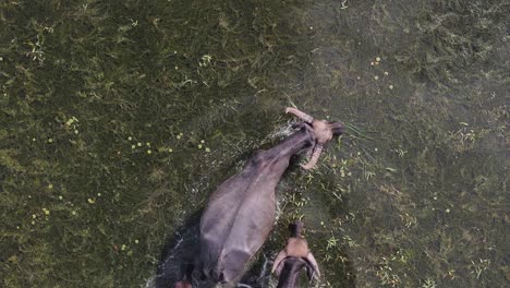 Granjero-Pastoreando-Búfalos-De-Agua-En-Un-Pantano