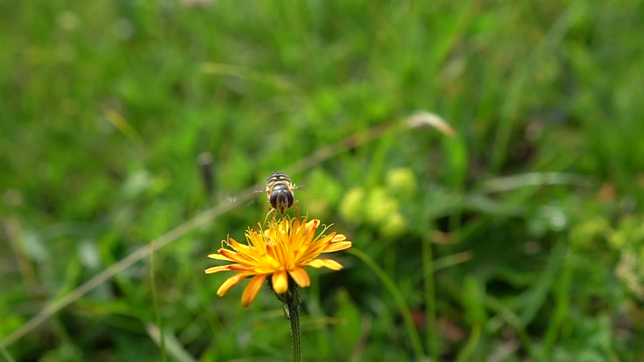 la abeja recoge el néctar de la flor crepis alpina