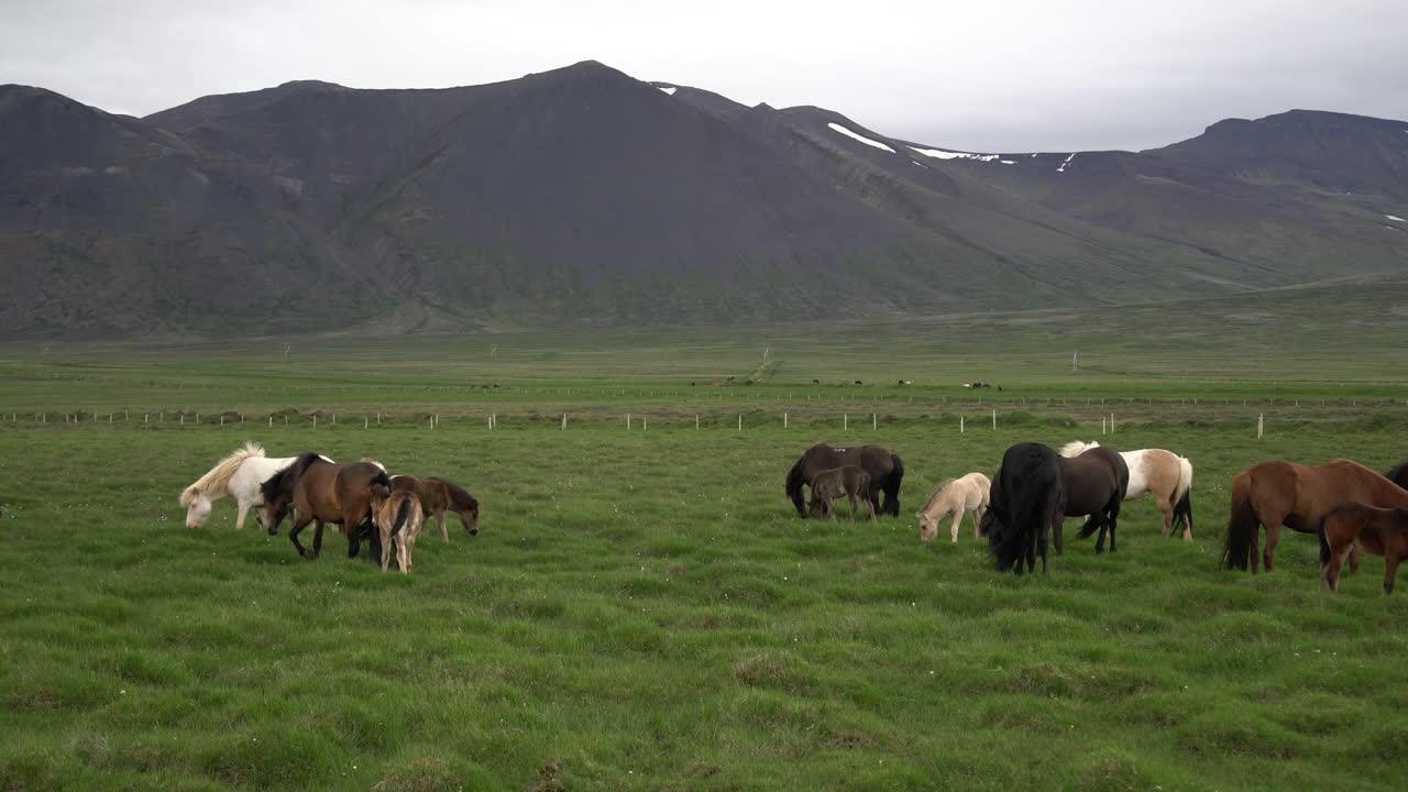 caballo islandés en la naturaleza escénica de islandia.