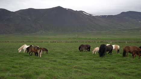 icelandic horse in scenic nature of iceland.