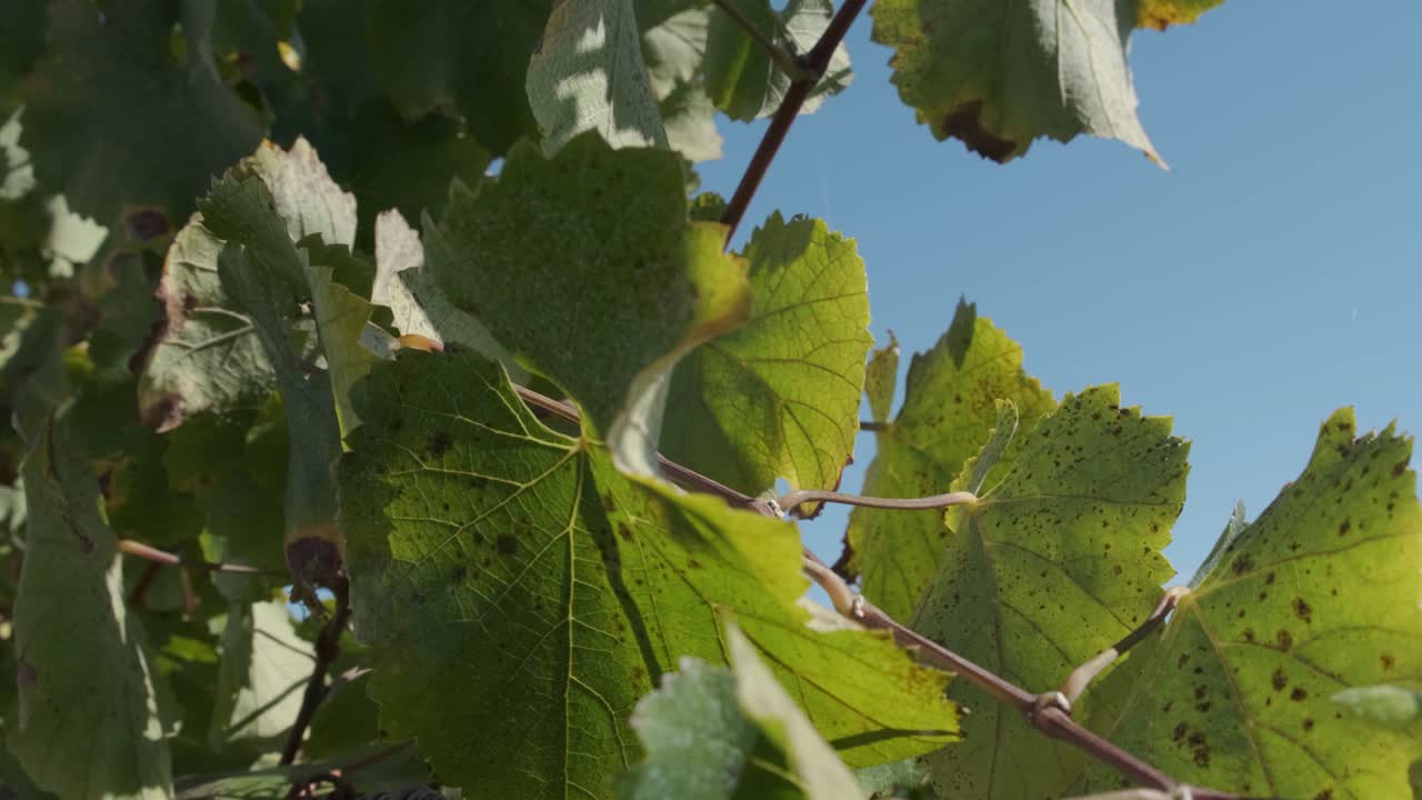 몬사라즈 포도원의 전선에 있는 포도나무 사이로 떠오르는 전망
