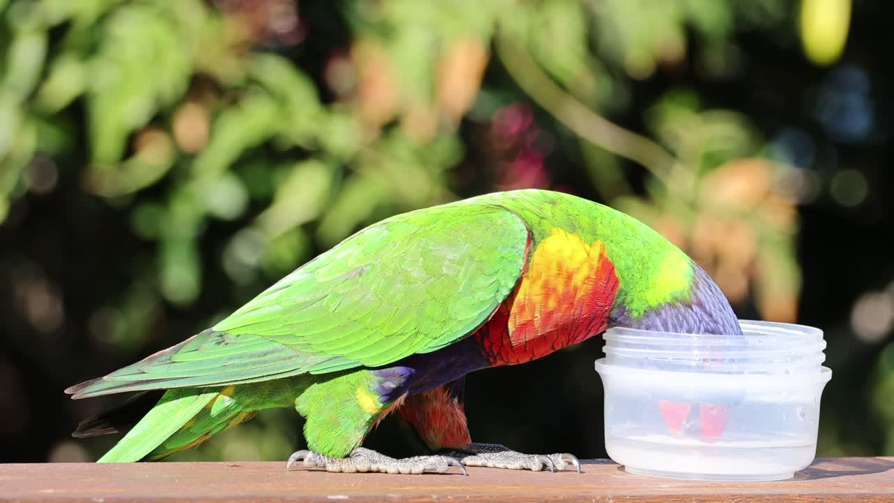loro colorido comiendo de un pequeño recipiente de plástico