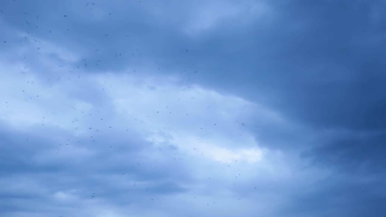 푸른 하늘을 날아다니는 파리 떼