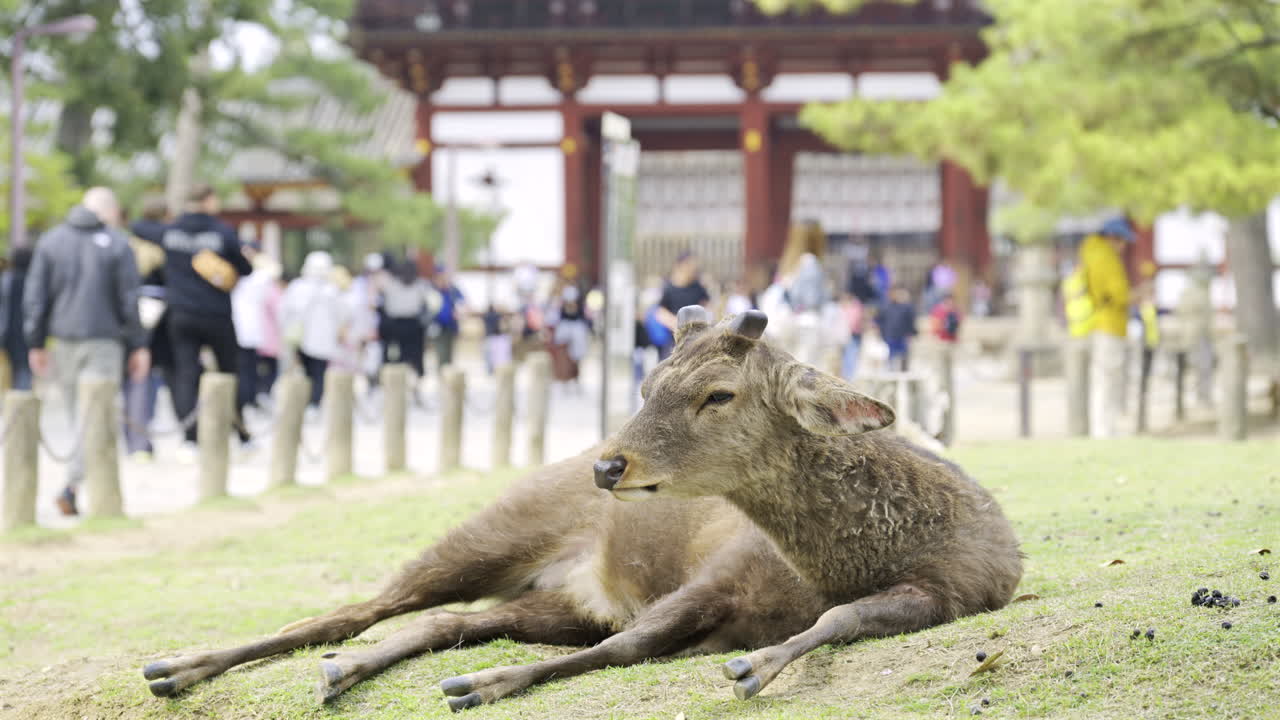 Deer resting on the grass in a beautiful park setting with Todai-ji Chumon buddhist temple in the background. Japan