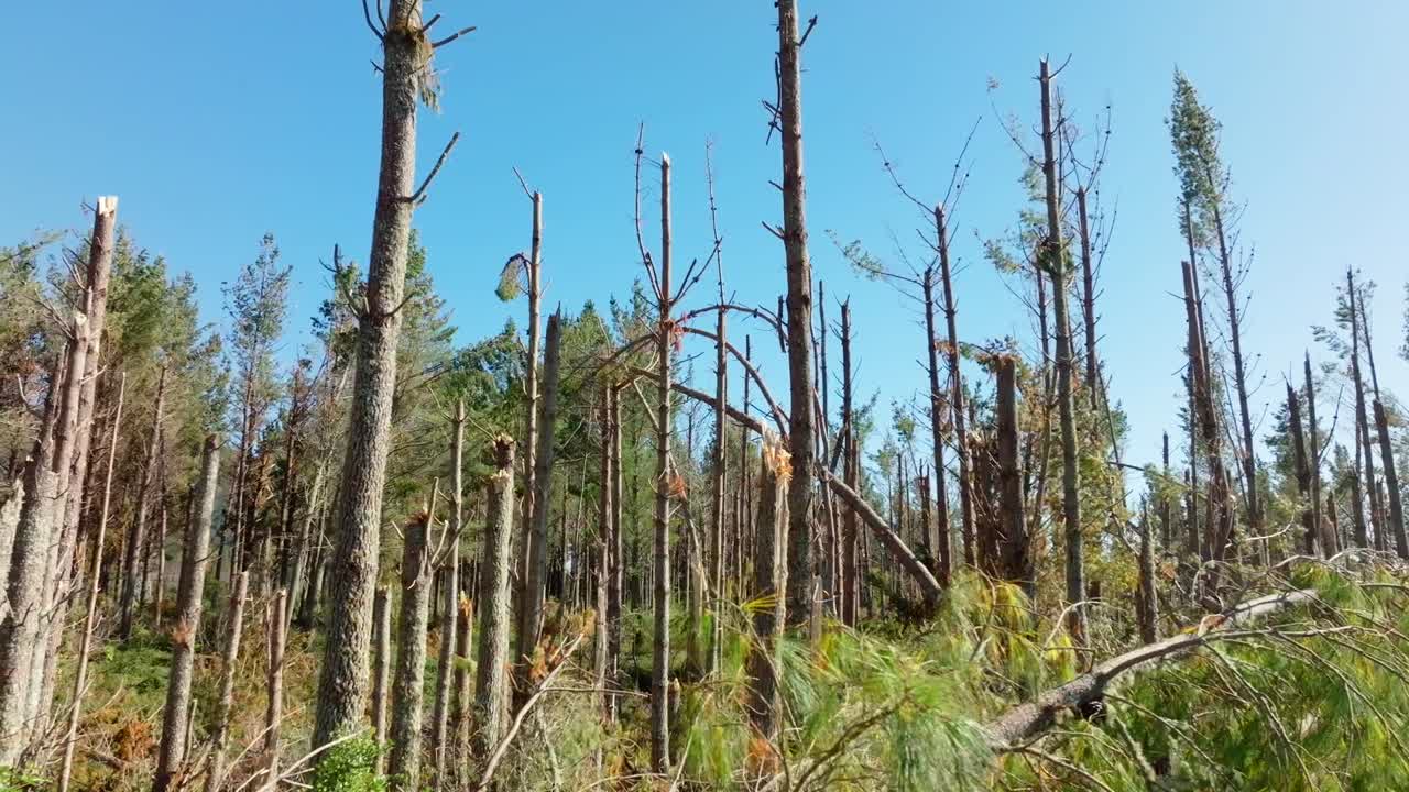 vista aérea sobre los pinos dañados por el ciclón