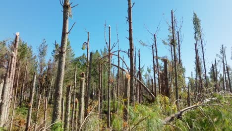 aerial view over pine trees damaged by cyclone