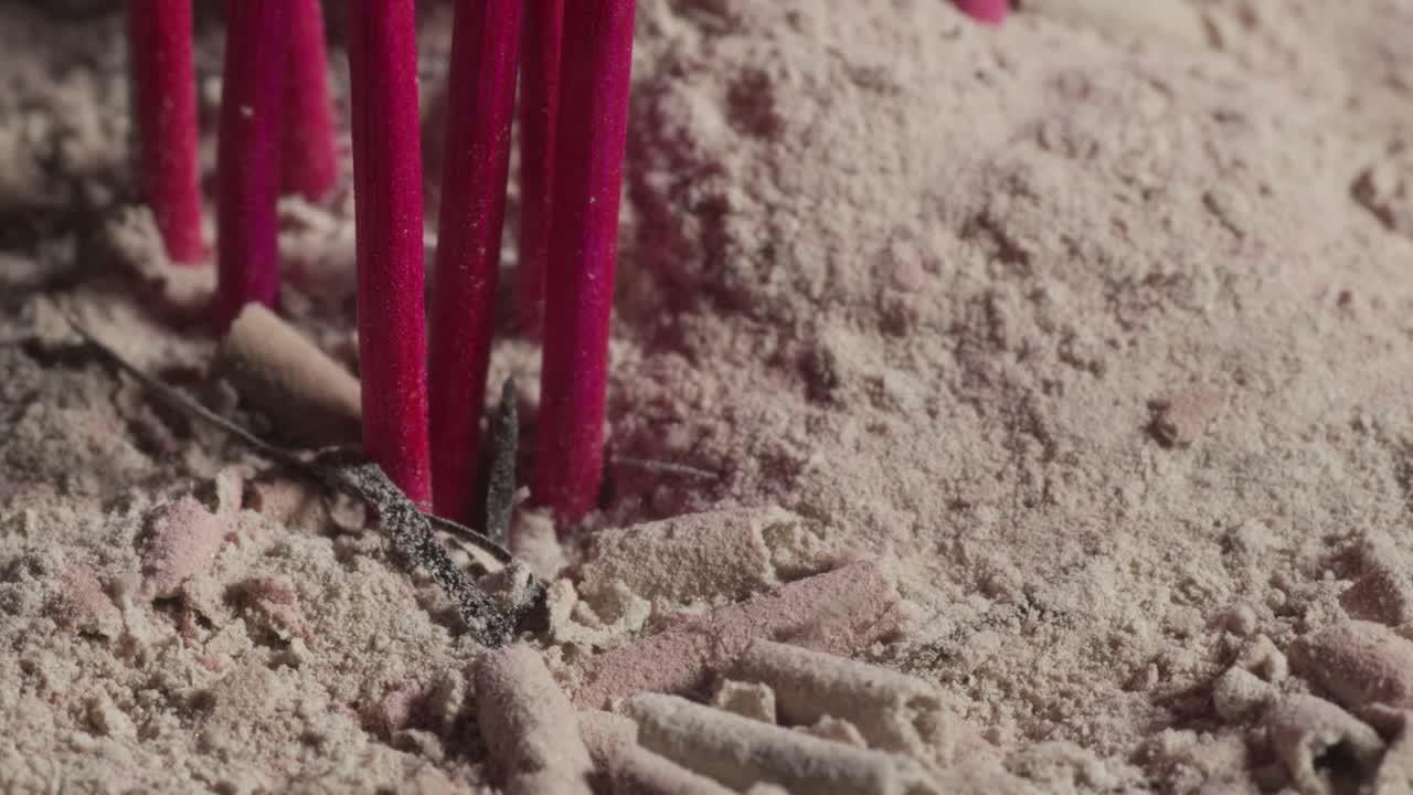 крупный план красных кадифов в песке, ветер дует песок для кадифора