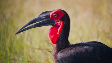 Southern-ground-hornbill-with-red-throat-striding-in-savannah-grass