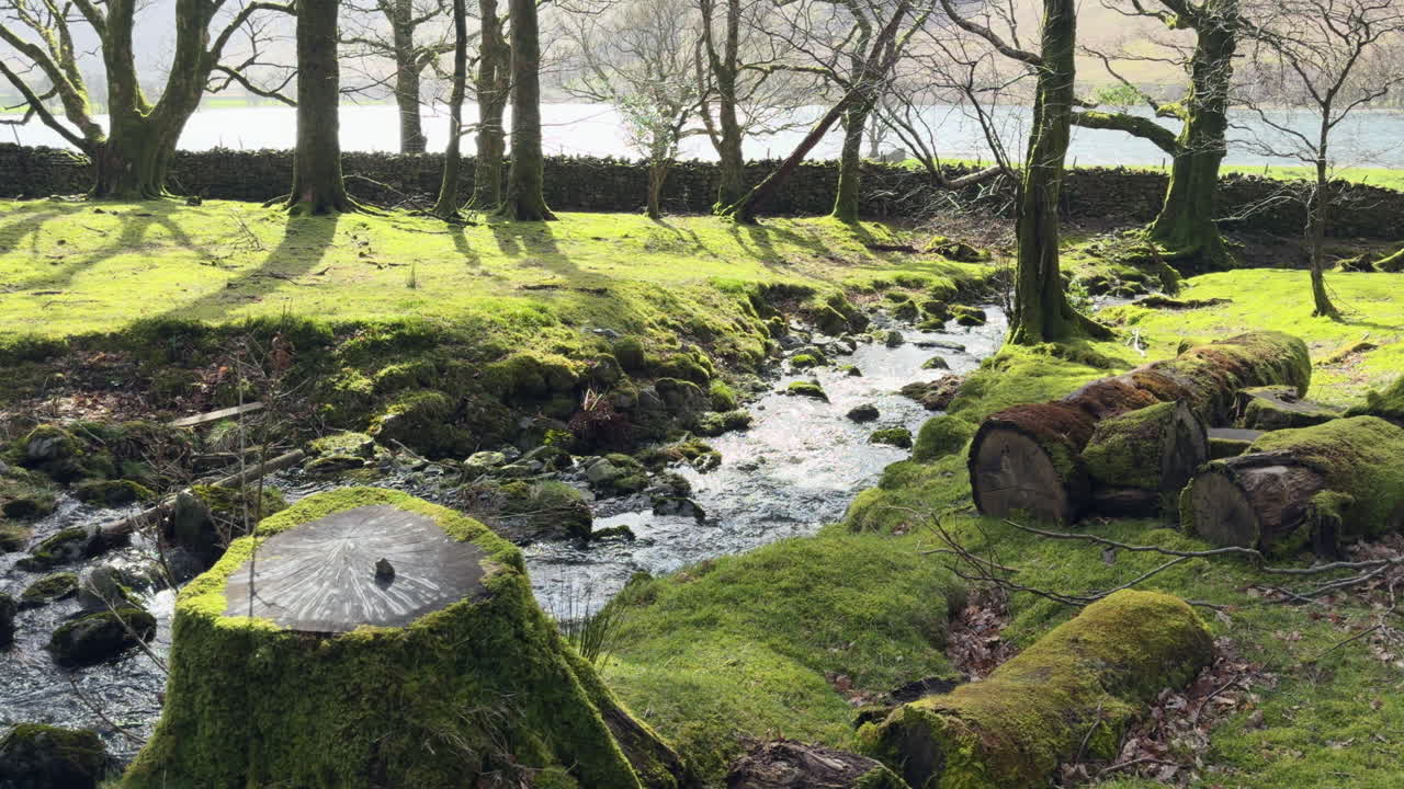 sol de primavera en el bosque en hassness con un arroyo que fluye bajo un puente peatonal en el cercano buttermere en el distrito de los lagos, cumbria, inglaterra