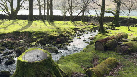 Spring-sunshine-in-woodland-at-Hassness-with-a-stream-flowing-under-a-footbridge-into-nearby-Buttermere-in-the-Lake-District,-Cumbria,-England