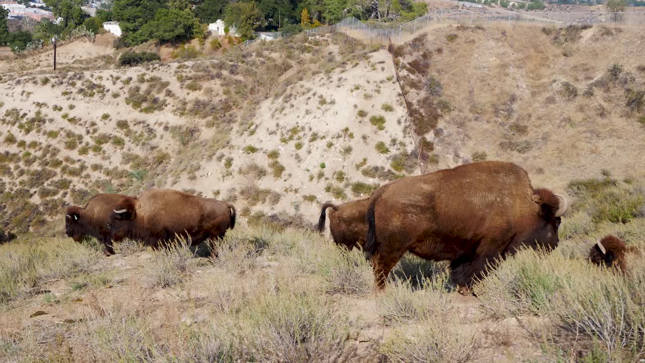 chaparral에서 들소의 무리