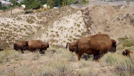 manada de bisontes en el chaparral