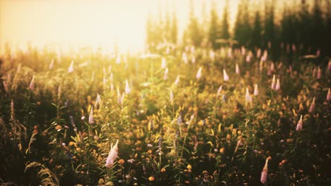 wild field flowers at summer sunset