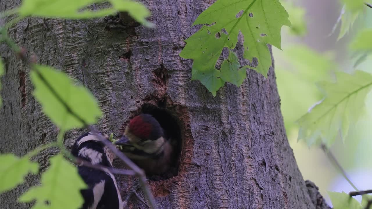 gran pájaro carpintero manchado alimentando al pájaro carpintero joven en el agujero del nido en el árbol