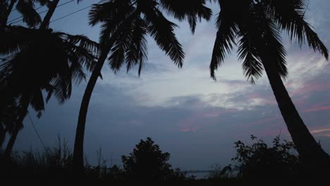 silhouette of coconut trees facing blue sky, steady shot