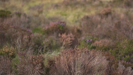 heidekraut weht im wind auf englischem moorland