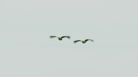 amazonas de cabeza amarilla (amazona ochrocephala) volando a través de la selva amazónica en tambopata, perú, las imágenes capturan al pájaro vibrante en vuelo, mostrando sus llamativos colores y comportamiento natural