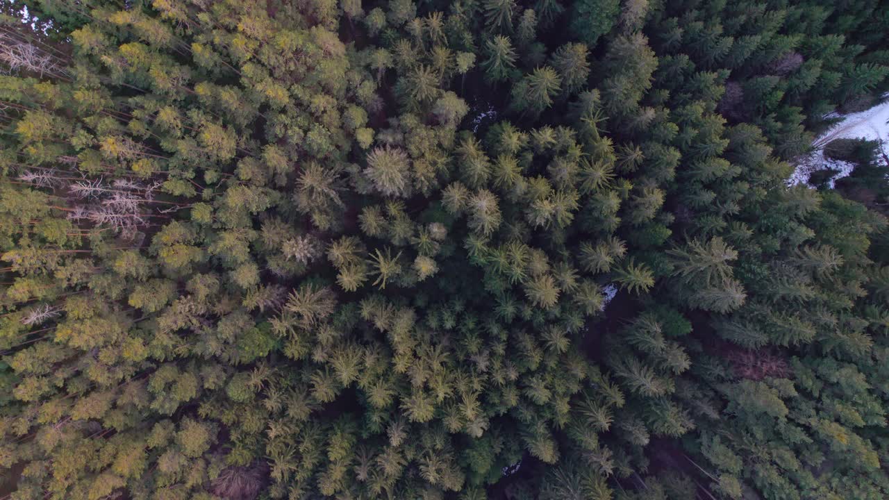 A bird's eye view from above on the treetops in a dense winter forest