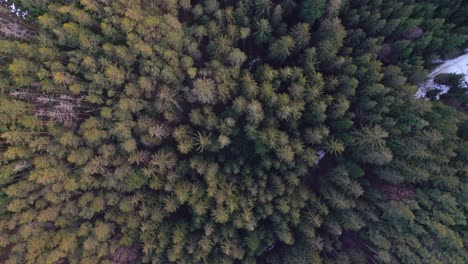 una vista de pájaro desde arriba en las copas de los árboles en un denso bosque de invierno