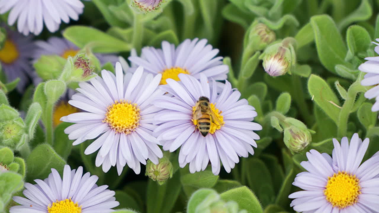 la abeja de miel recogiendo el polen de la flor del aster de san bernardino