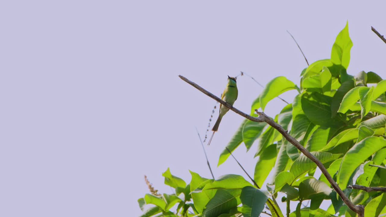 mirando hacia arriba y alrededor luego vuela lejos para capturar e insectos para comer, pequeño comedor de abejas verde merops orientalis, tailandia