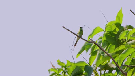 looking up and around then flies away to capture and insect to eat, little green bee-eater merops orientalis, thailand