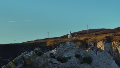 Long-lens-drone-shot-of-a-seagull-on-top-of-a-small-cliff-at-the-Wild-Atlantic-Way-in-Ireland,-revealing-big-waves-splashing-in-the-background