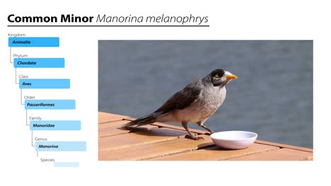 el pájaro examina e interactúa con un pequeño cuenco