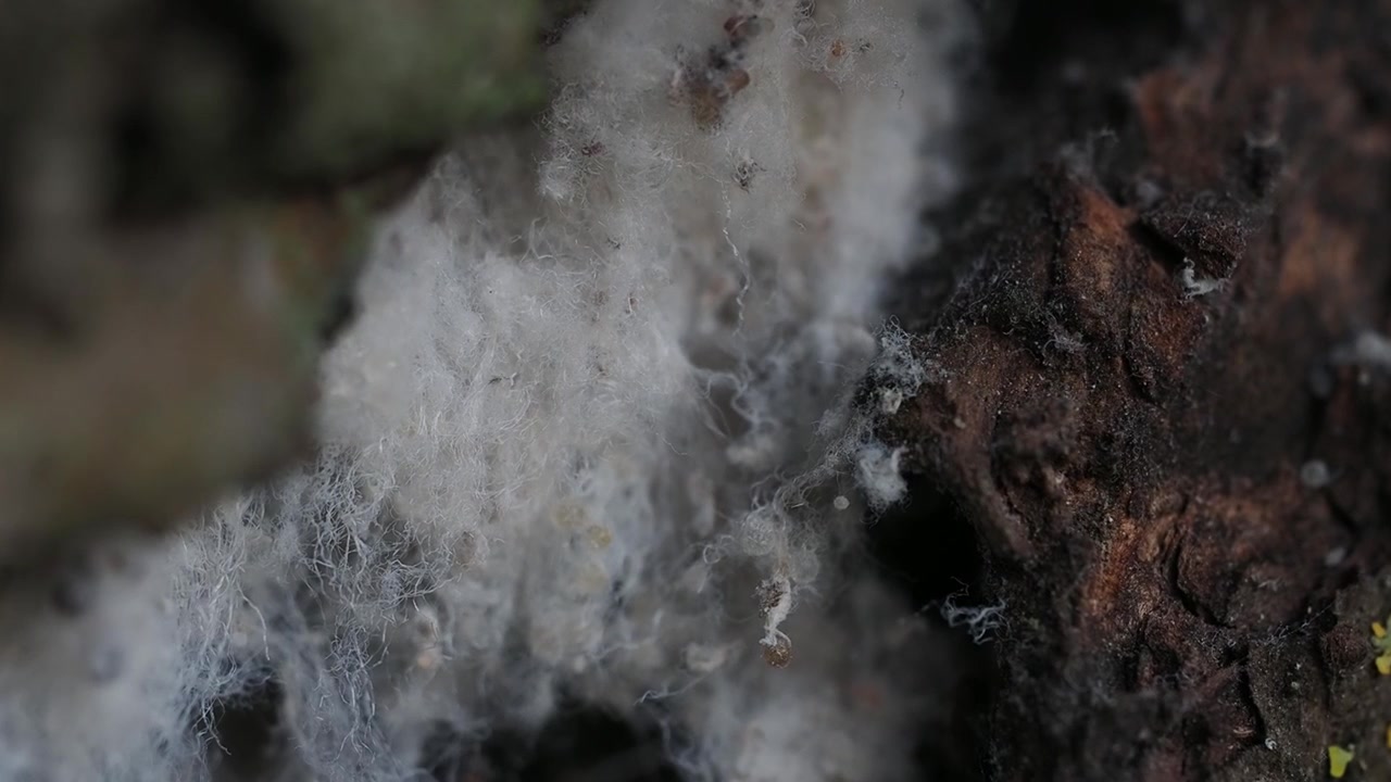 Afidi lanigeri (famiglia Aphididae) che infestano un giovane ramo, coperti da caratteristici filamenti di cera bianca