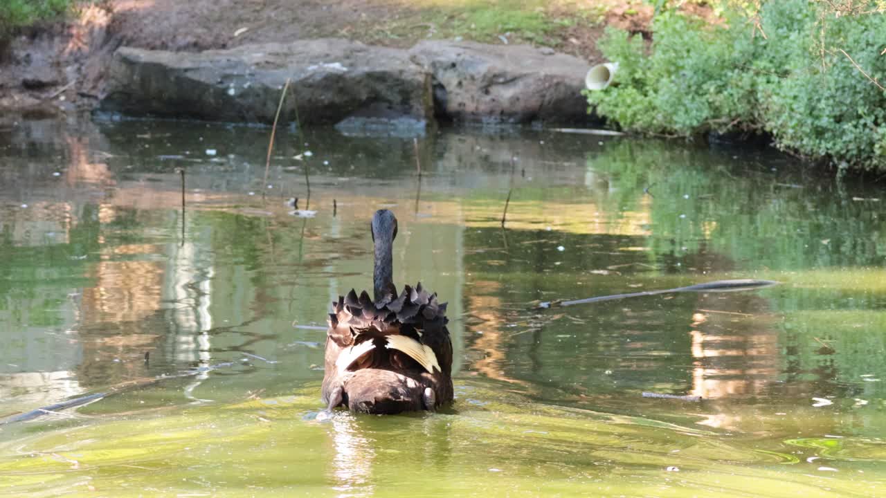 Un cigno nuota con grazia in uno stagno