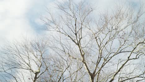 Blick-Nach-Oben-Zu-Den-Ästen-Der-Bäume-Im-Nachmittagslicht