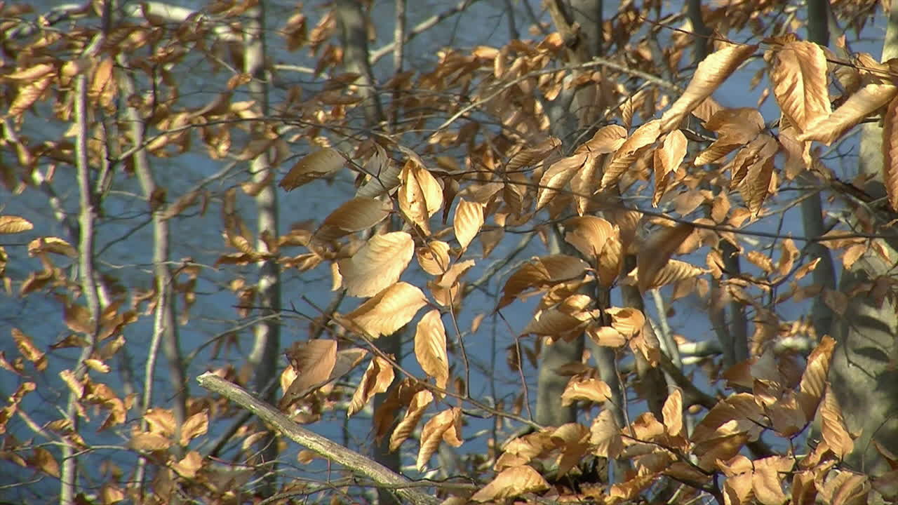 호숫가 근처의 겨울 너도밤나무