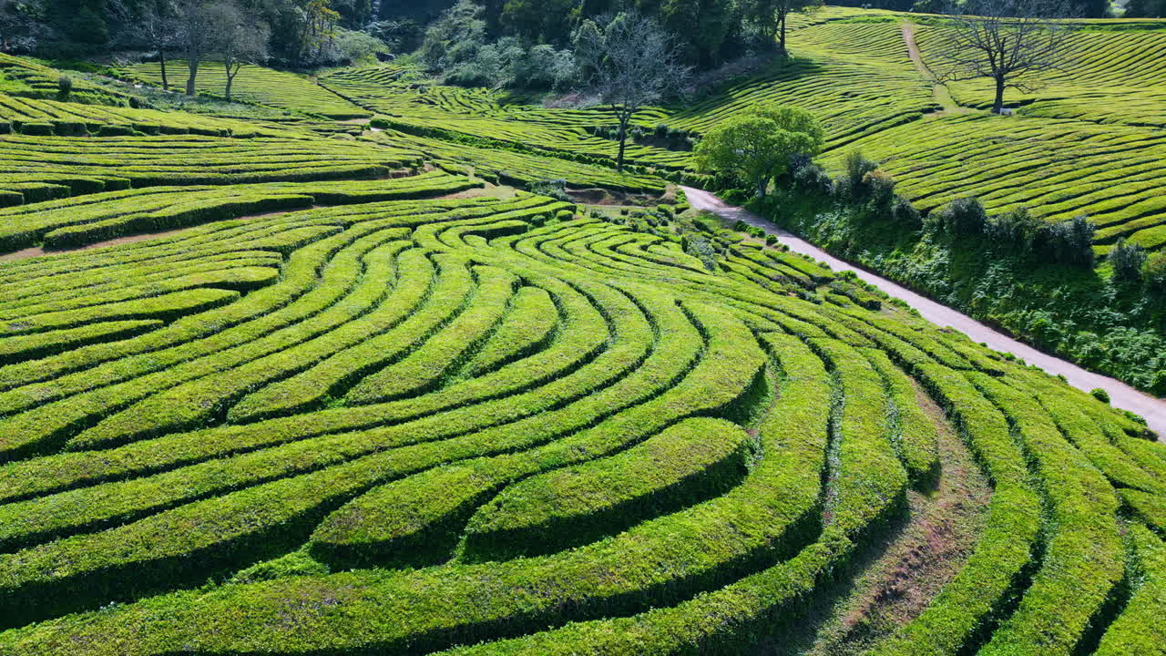 красивый пейзаж чайной плантации, снят дроном. зелёные сельскохозяйственные угодья летом.