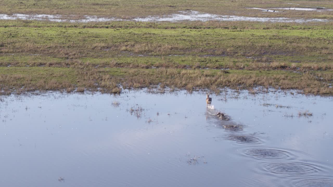 습지와 침수된 초원을 가로질러 달리는 두 마리의 노루의 공중 드론 샷