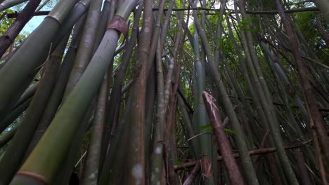 imágenes de movimiento de gran angular de tallos de bambú con denso
