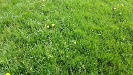 backwards moving shot of grass and dandelions