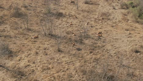 Drone-Aéreo-Nyala-Manada-De-Antílopes-Tendido-Sobre-Hierba-De-Invierno-En-La-Naturaleza