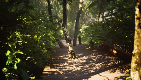wooden path track from planks in forest park