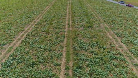 An-Aerial-Close-Up-View-of-Amish-Farmlands-and-Countryside-with-Pumpkin-Fields-on-a-Sunny-Summer-Day