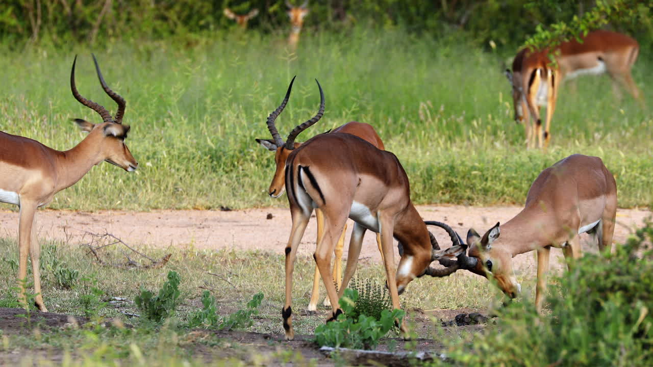 dos impalas machos peleando y bloqueando cuernos durante la temporada de reproducción por manada, arenas sabi, sudáfrica, primer plano