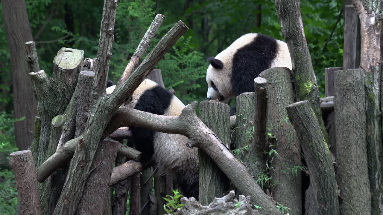 dos pandas gigantes jugando en los bosques de la jungla en china