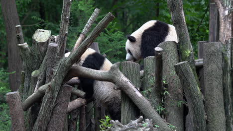 two giant pandas playing on woods in the jungle in china