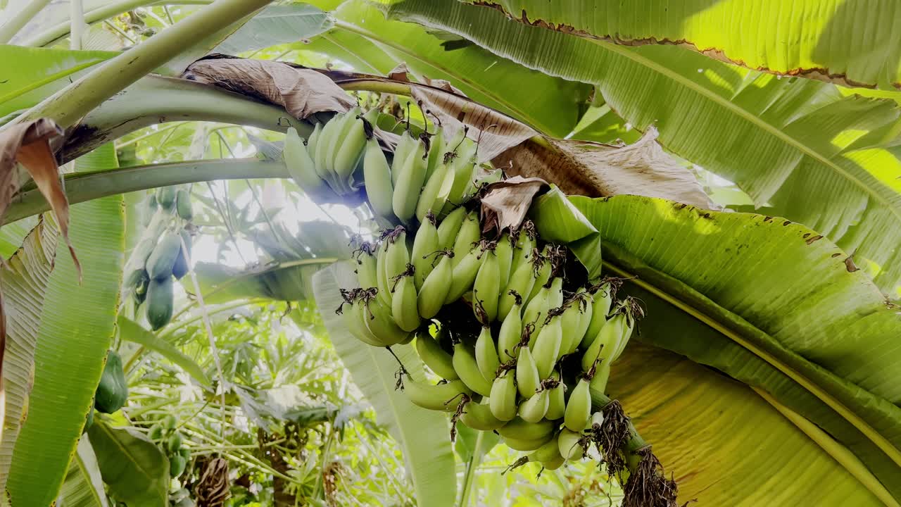 Close up view. Bunch of banana ,Green bananas, A banana tree in the sunny day
